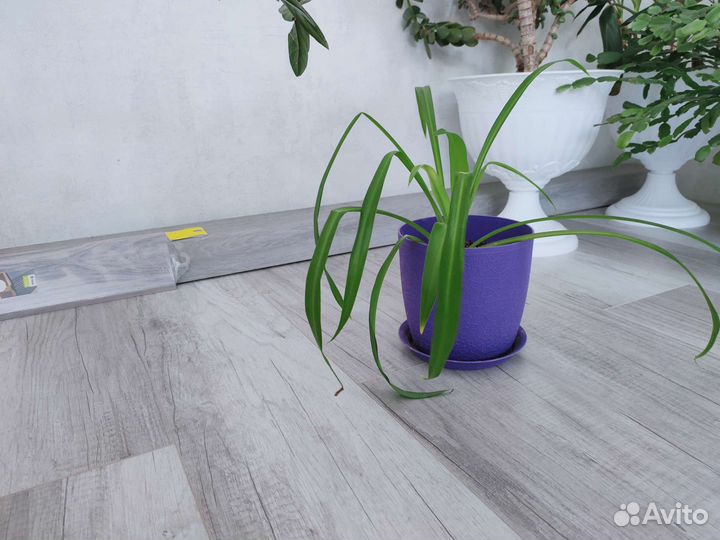 Хлорофитум растение, цветок