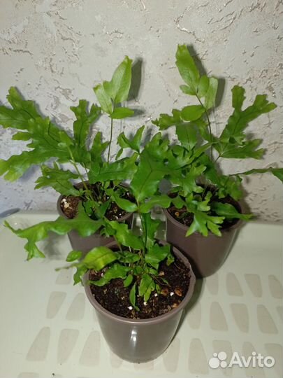 Папоротник полиподиум Фаллакс