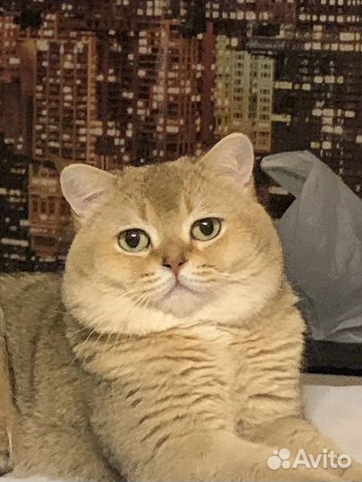 Шотландский кот