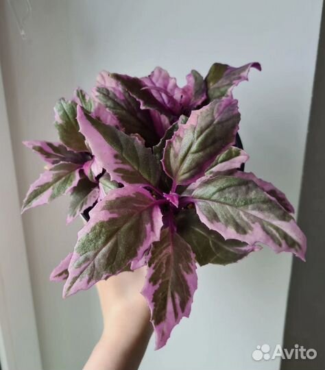 Комнатные цветы