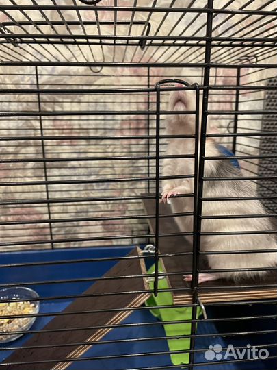 Отдам крысу с клеткой