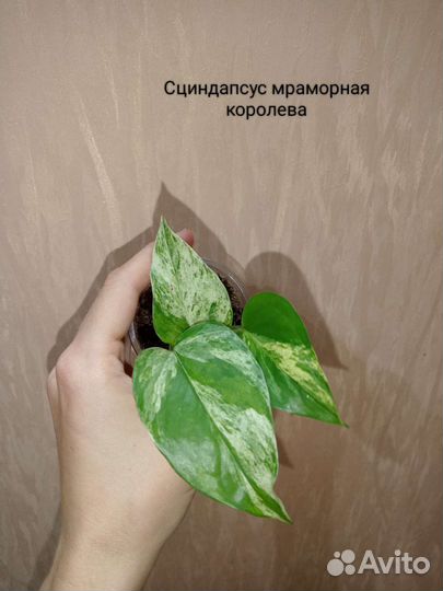 Комнатные растения