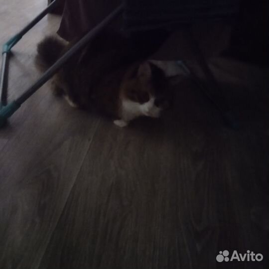 Процессор игровой AMD ryzen 5 3400G