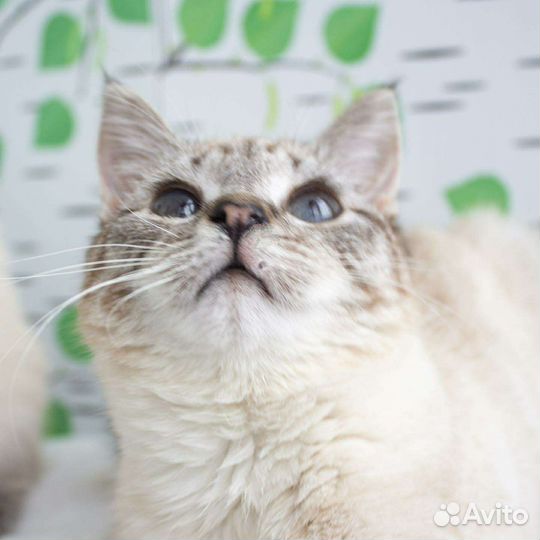 Особенные кошечки