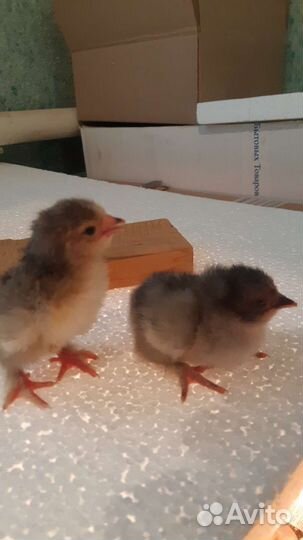 Цыплята брама один цыплёнок