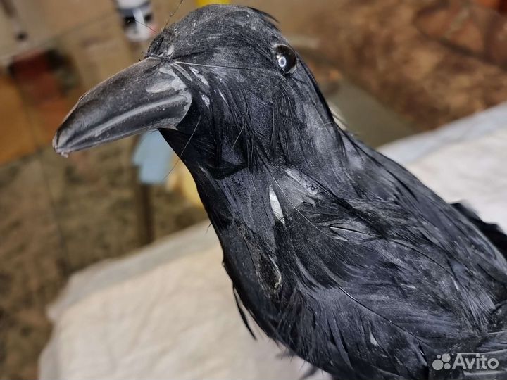 Чучело вороны на ветке