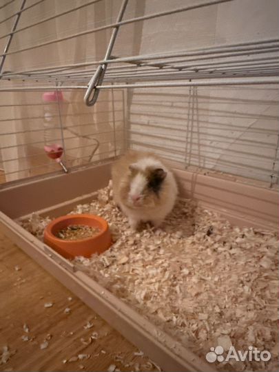 Морская свинка