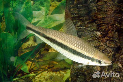 Аностомус Таениатус (Laemolyta Taeniata)