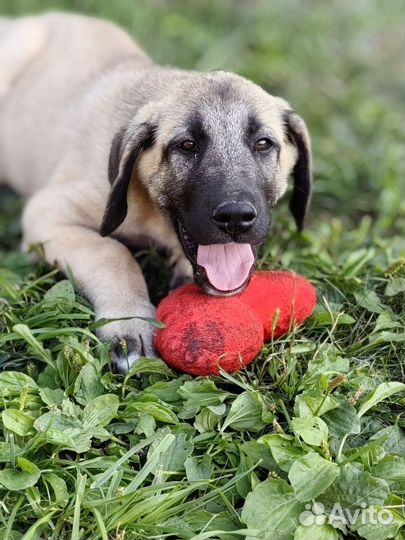 Турецкий кангал