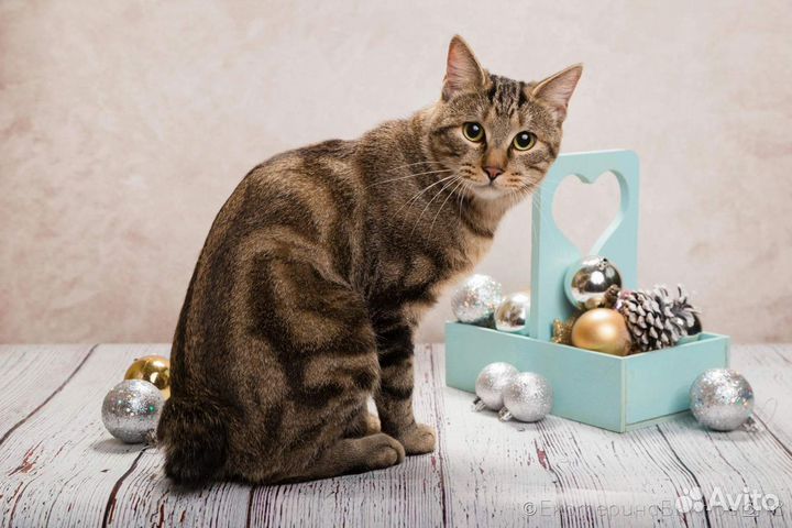 Продаётся кот Курильский бобтейл