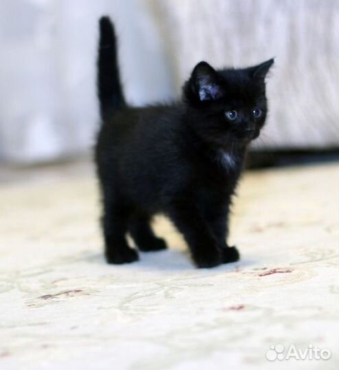 Черные котята с белым пятнышком на грудке - 2 мес