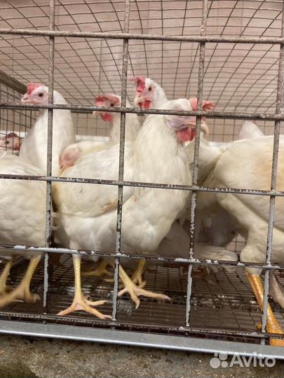 Продажа кур несушек