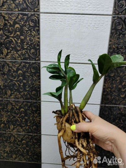 Замиокулькас зензи