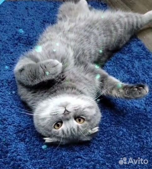 Шотландская вислоухая