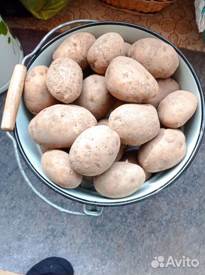 Картофель