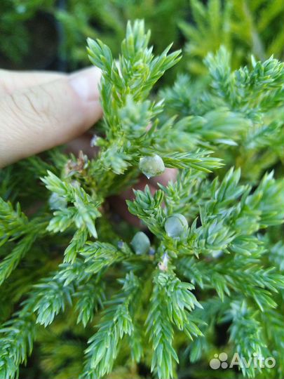 Можжевельник Блю Карпет (Blue Carpet)