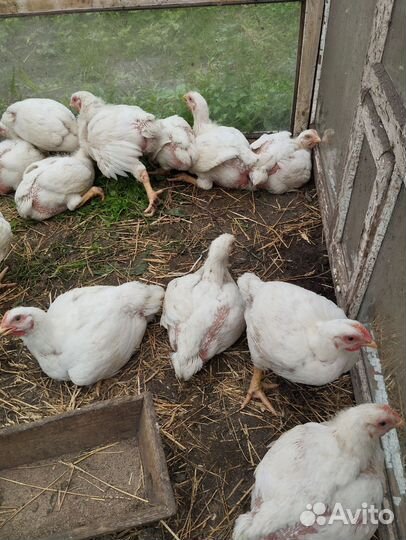 Куры бройлеры