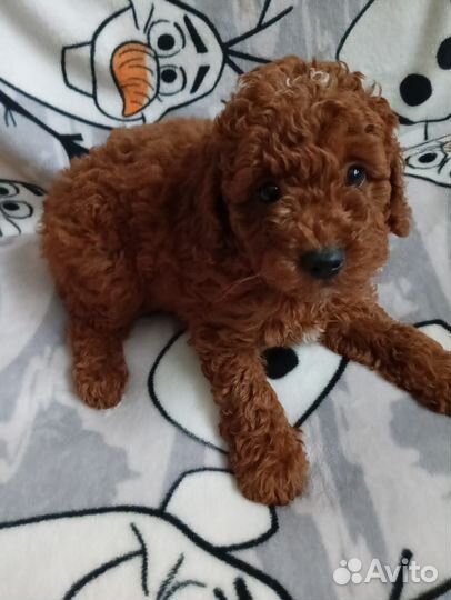 Карликовый пудель