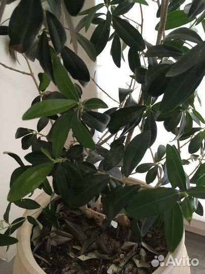 Олива дерево