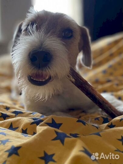 Сушеный бычий корень. От производителя