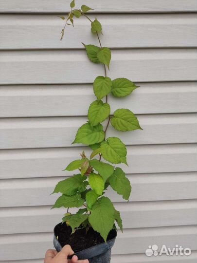 Саженцы актинидии