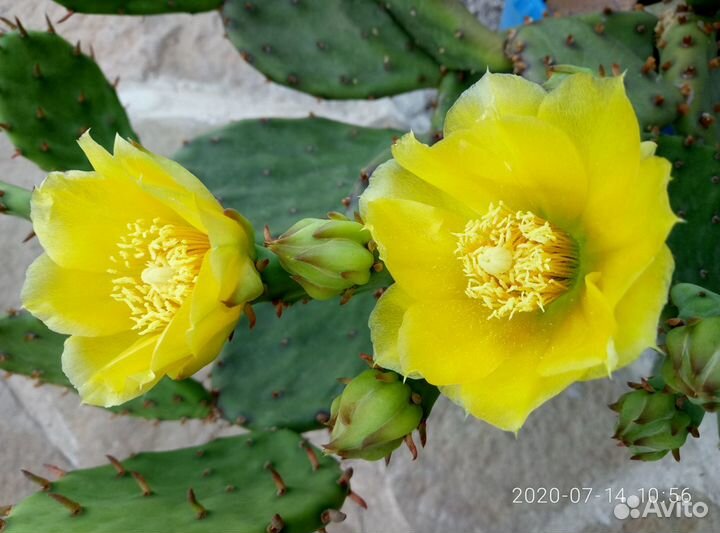 Крымский кактус