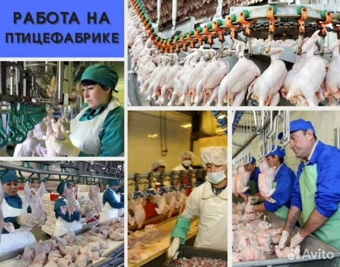 Вахта / Разнорабочие Птицефабрика