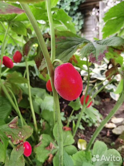 Подофиллум (ноголист), Агапантус белый