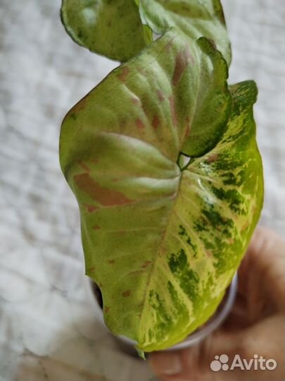 Сингониум Конфетти триколор