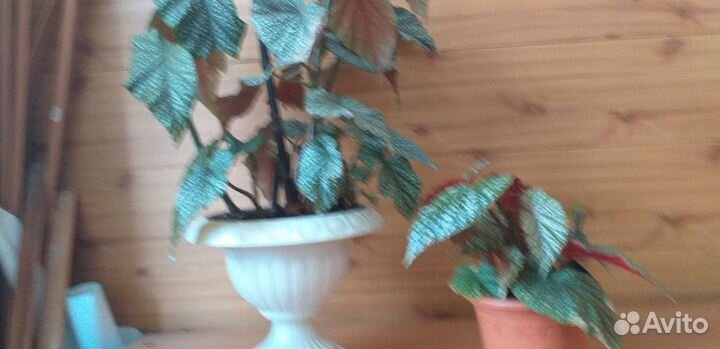 Красивый цветок