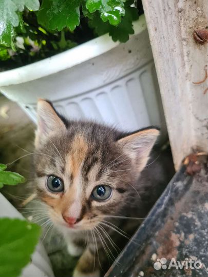 Кошечка в добрые ручки