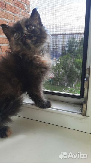 Трехцветный котенок девочка