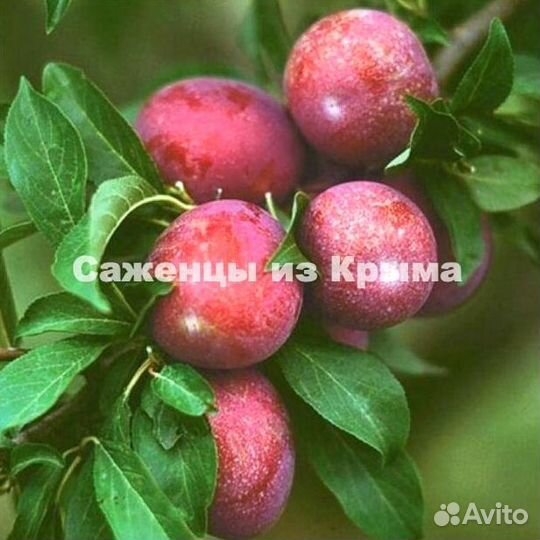 Саженцы Алычи Оцарк Премьер