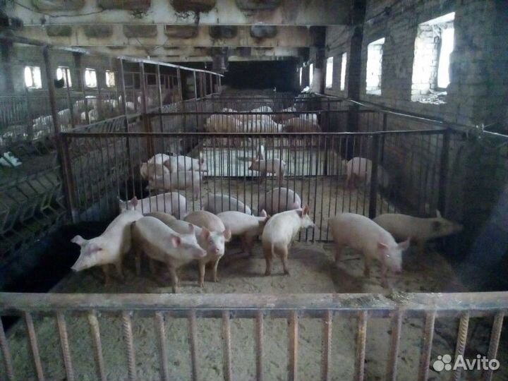 Поросята