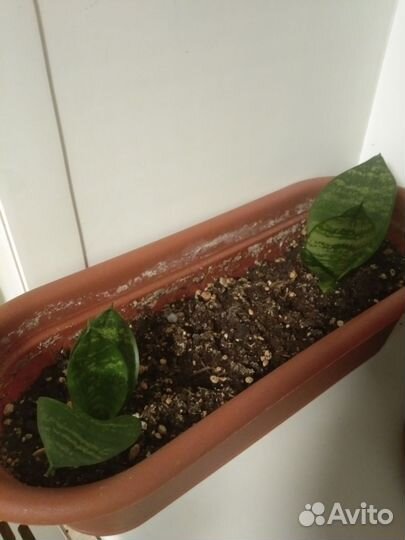 Спатифиллум, аглаонема, каланхоэ и многое другое