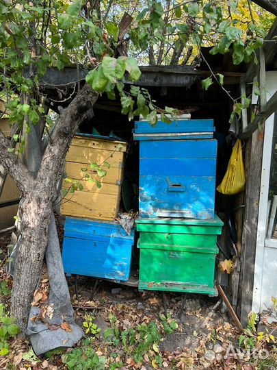 Продаю пасеку