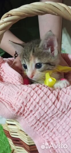 Кошки в добрые руки