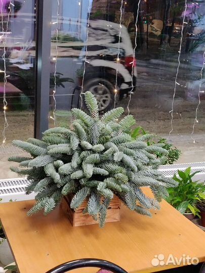 Продам готовый бизнес салон цветов