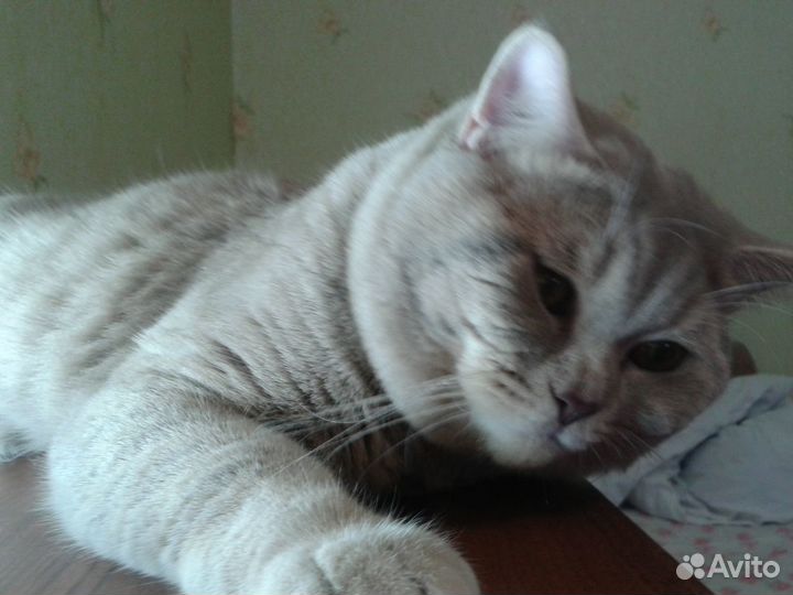 Скоттиш страйт на вязку