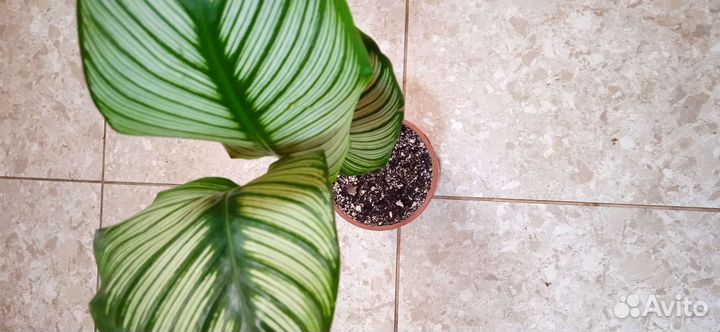 Калатея вайт стар