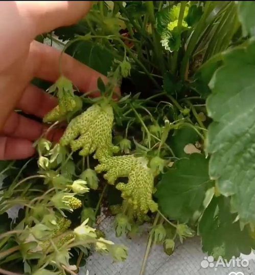 Саженцы клубники купчиха