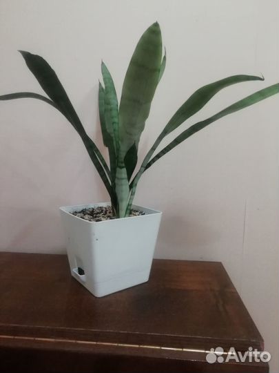 Сансивьера