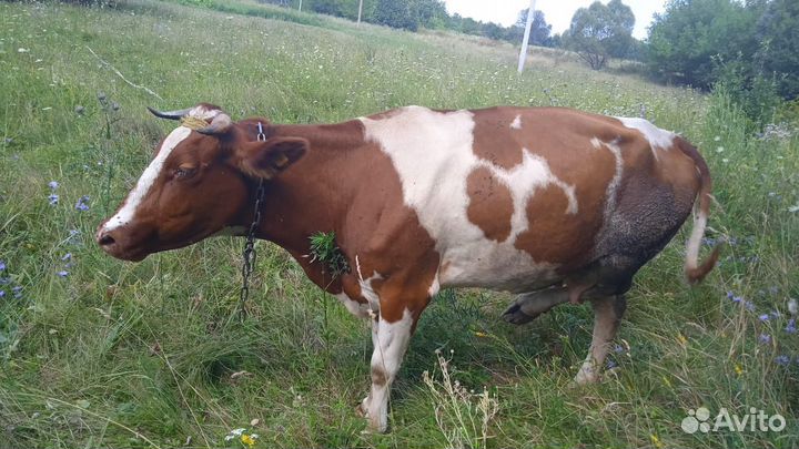 Корова дойная