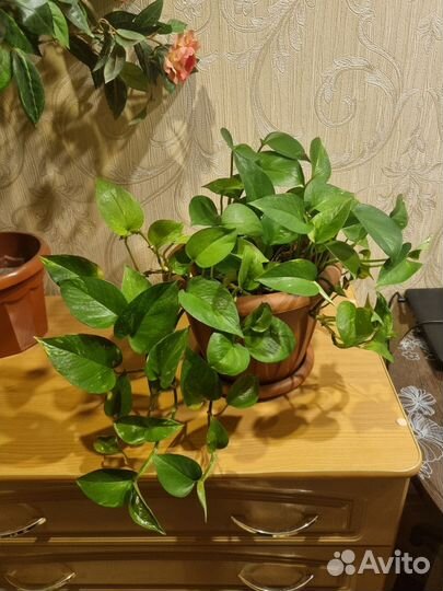 Комнатные растения лиана