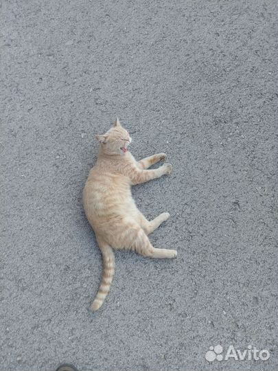Найден кот