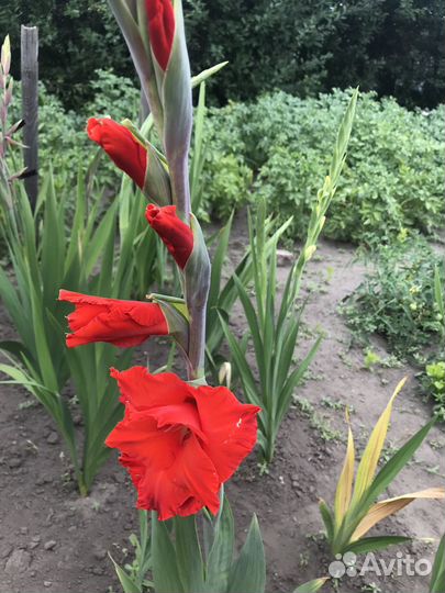 Гладиолусы луковицы