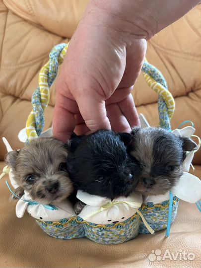 Щеночки шпица