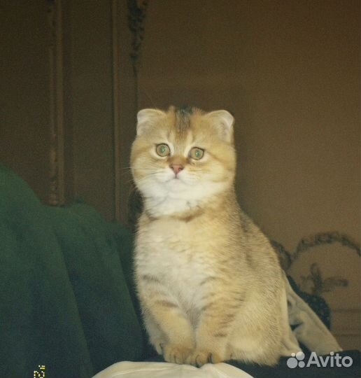 Кот на вязку