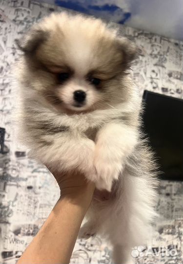 Померанский шпиц