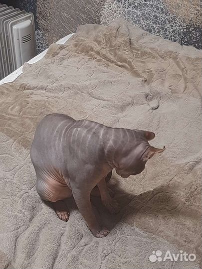 Вязка сфинкс эльф